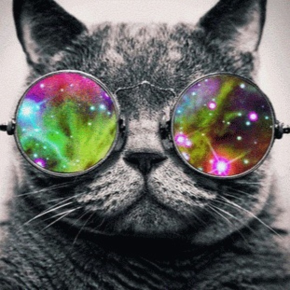 Meet your Posher, Lulu - Picture 1 of 1